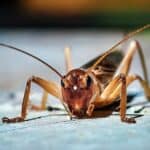 True crickets