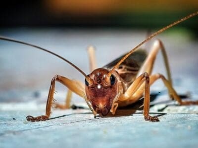 A Cricket