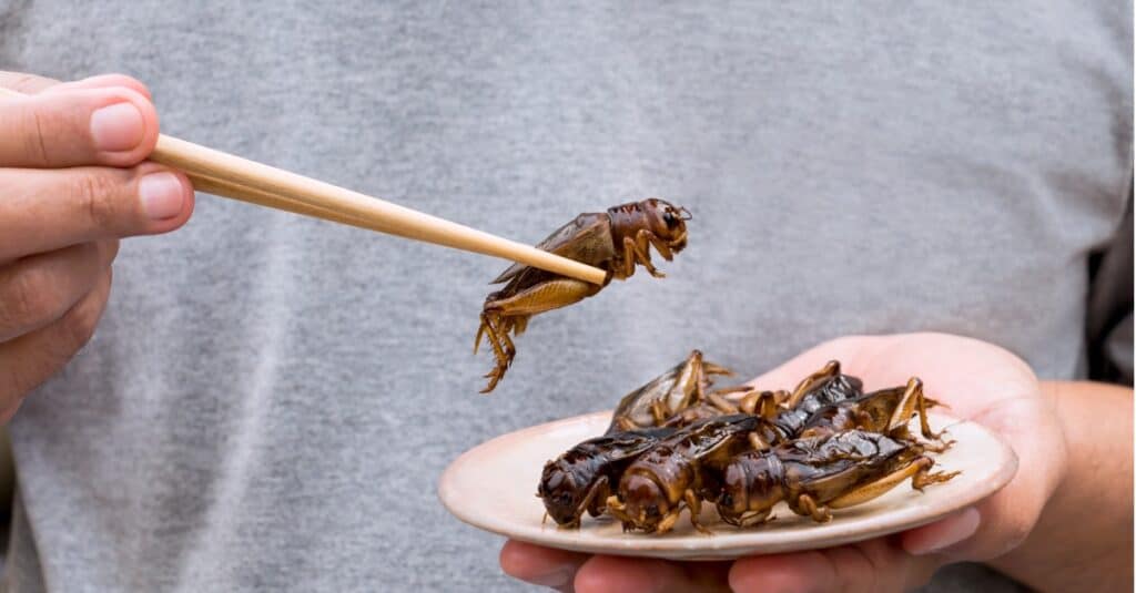 crickets eaten with chopsticks