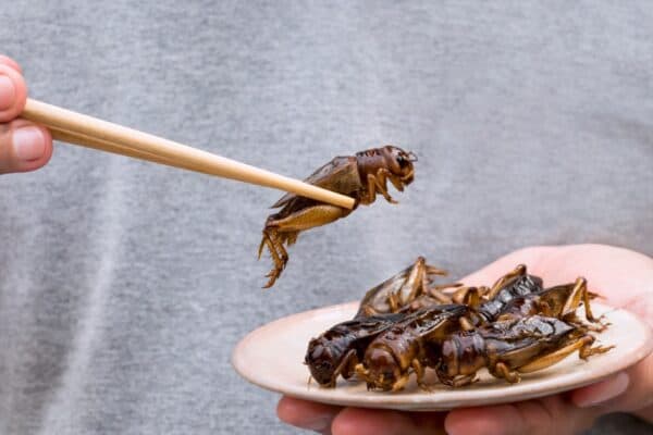 crickets eaten with chopsticks