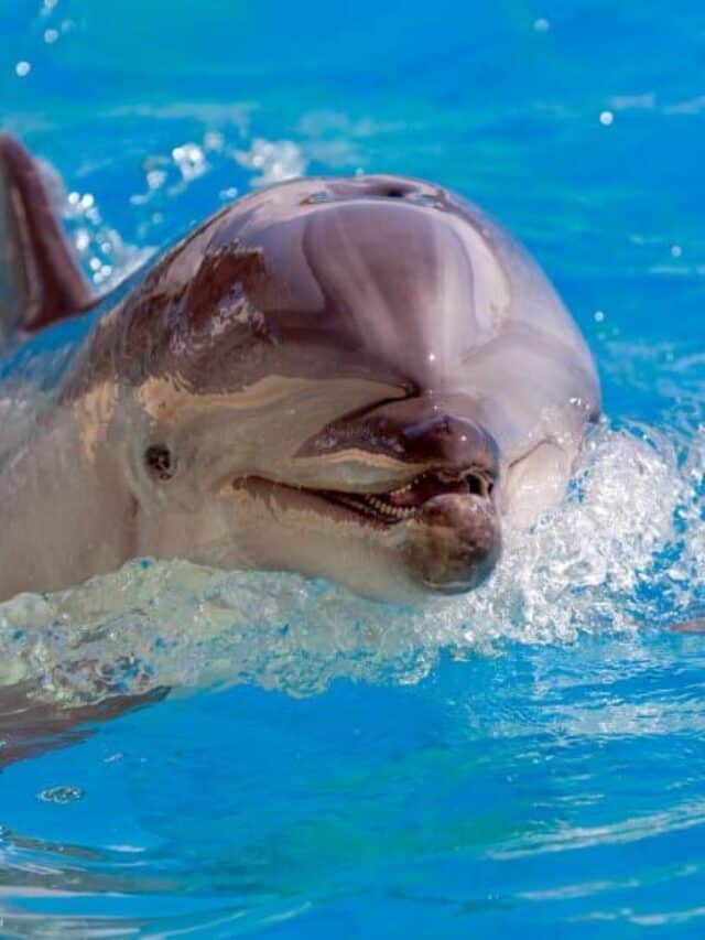 Dolphin Lifespan: Find Out How Long Do Dolphins Live - AZ Animals