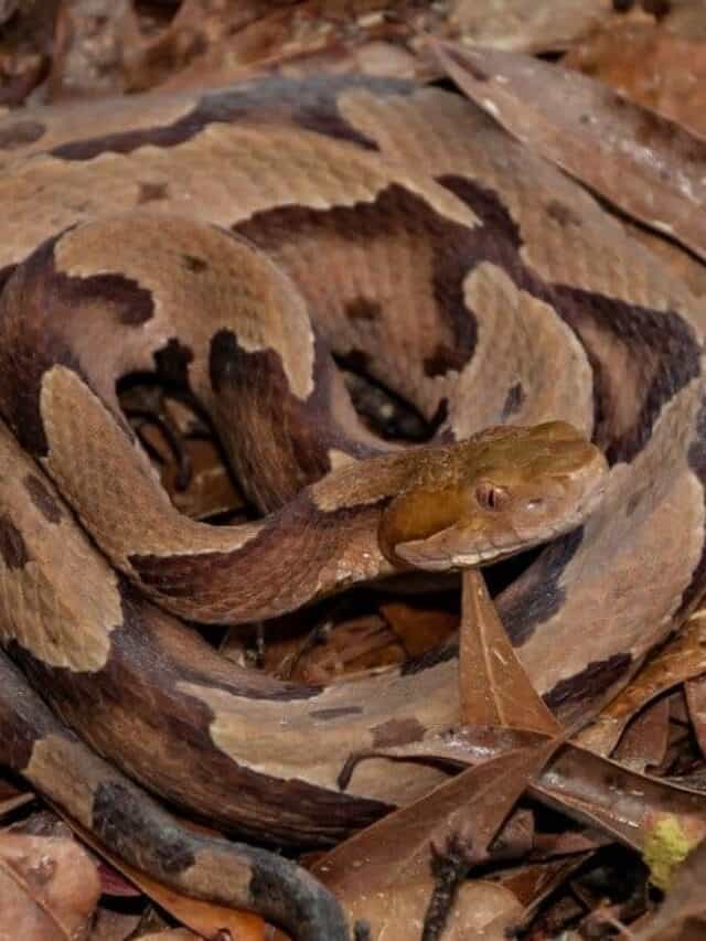copperhead camouflaged in leaves