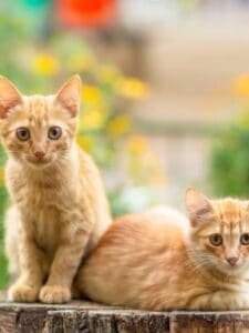 Discover Orange Kitten Names Picture
