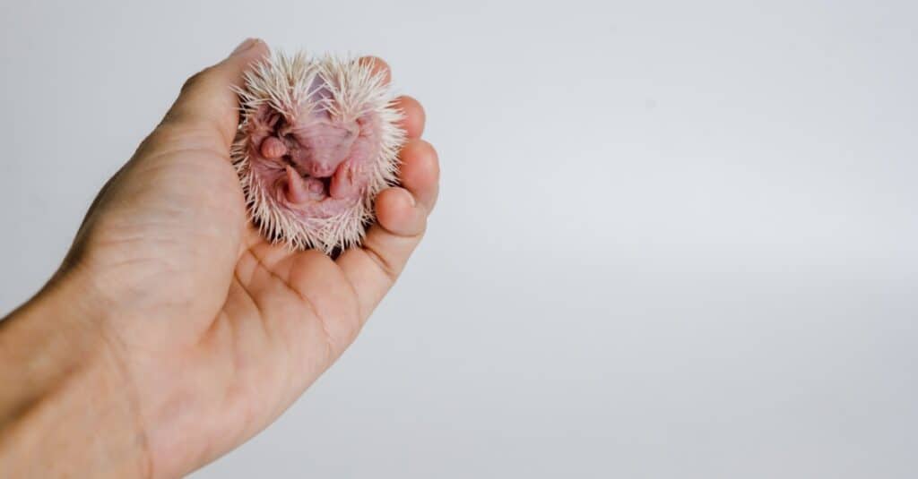 Hedgehog baby known as a pup or hoglet
