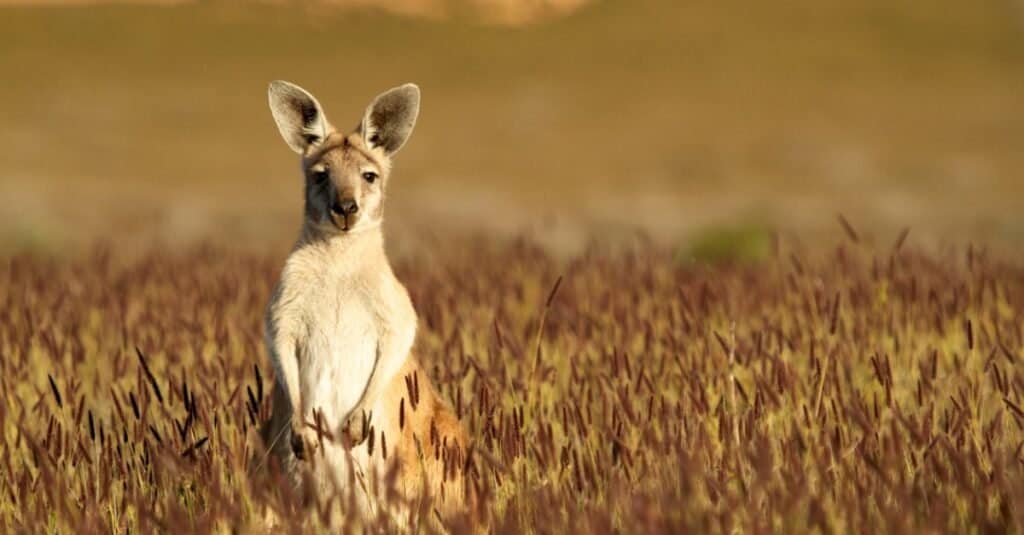 Baby kangaroo close-up