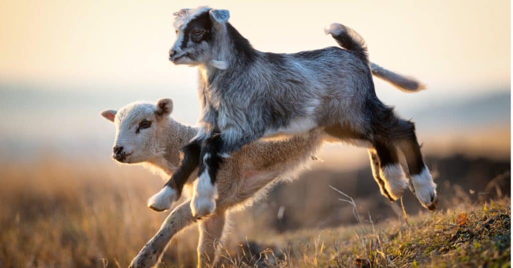 Lamb vs Goat: 5 Key Differences - A-Z Animals