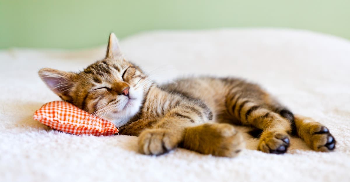 cute kitten sleeping on a pillow