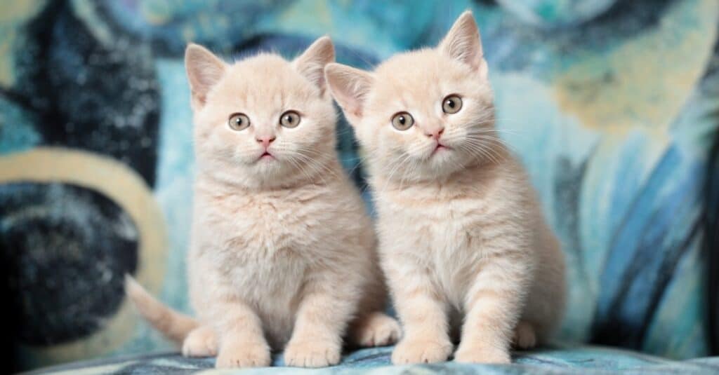 cute kittens sitting side by side