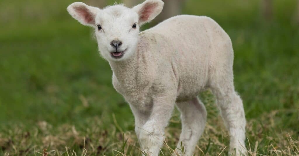 What Do Lambs Eat?