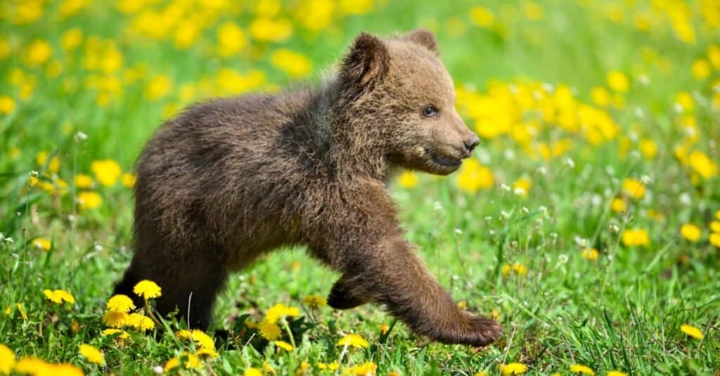 baby bear running