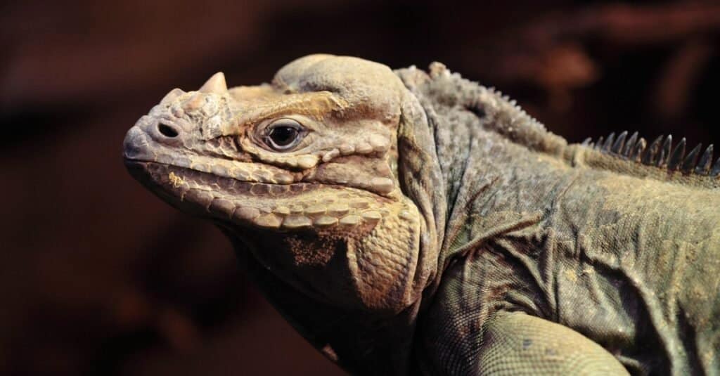 rhino-iguana-close-up-side-profile
