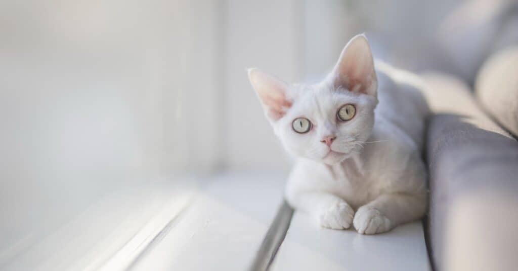 white devon rex laying on white floor