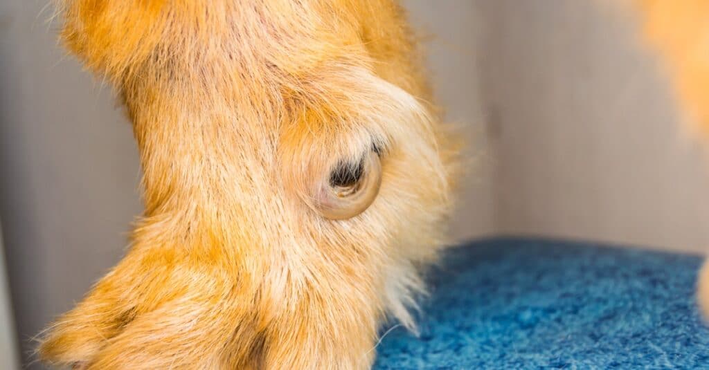 close up of a dewclaw on dog