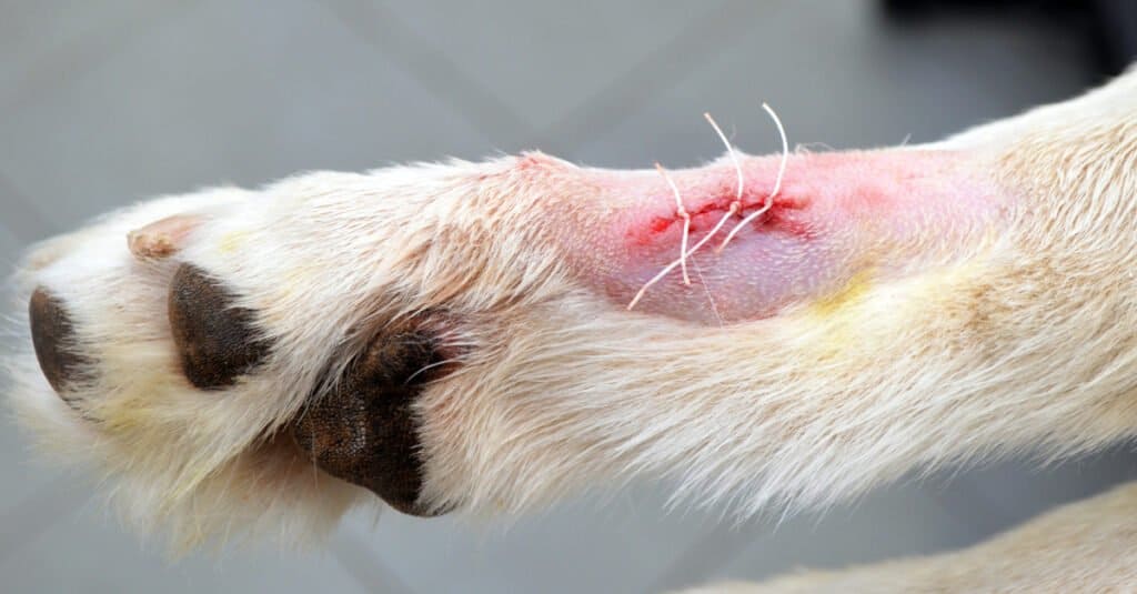 do dog breeders remove dew claws