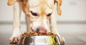 Best Dry Dog Food: Reviewed for 2021 Picture