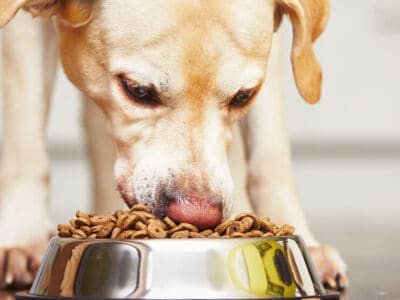 A Royal Canin Ultamino Dry Dog Food Review: Recalls, Pros, Cons, and More
