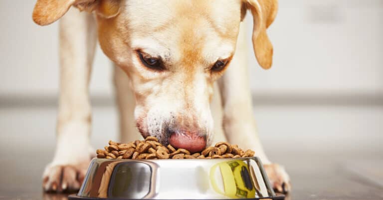 dog eating