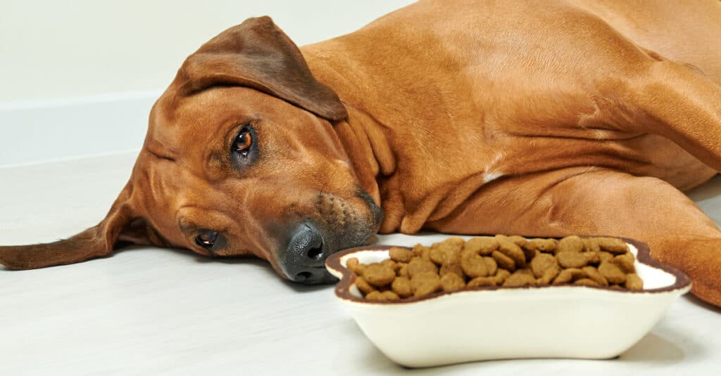dog laying by food