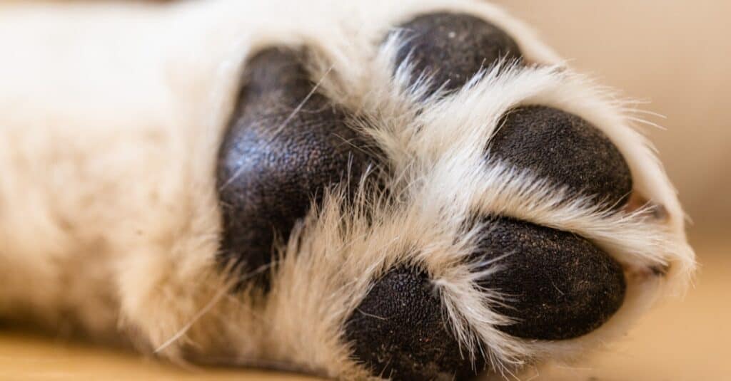 What to know about dogs paws?