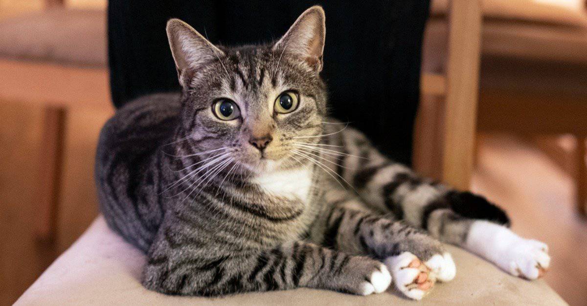 Exploring The Life Cycle Of Domestic Cats