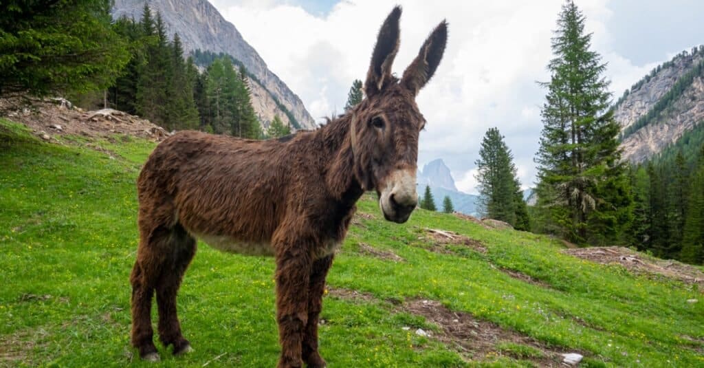 baby donkey in the mountains