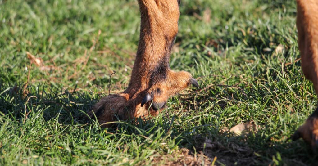 double dewclaw on dog