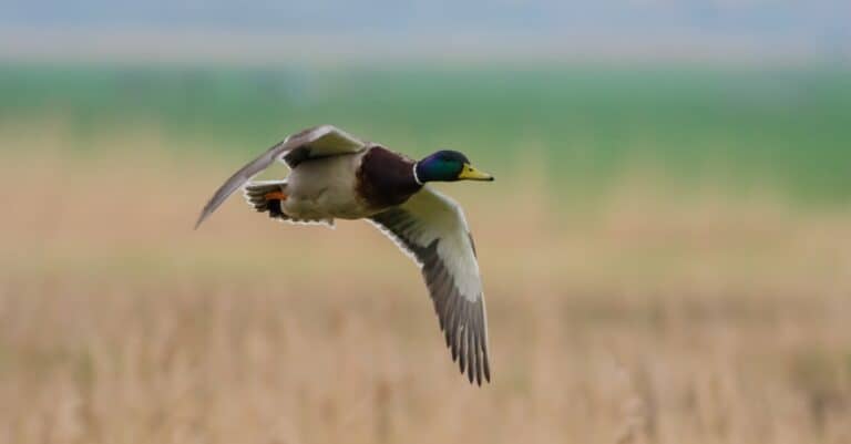 duck in flight
