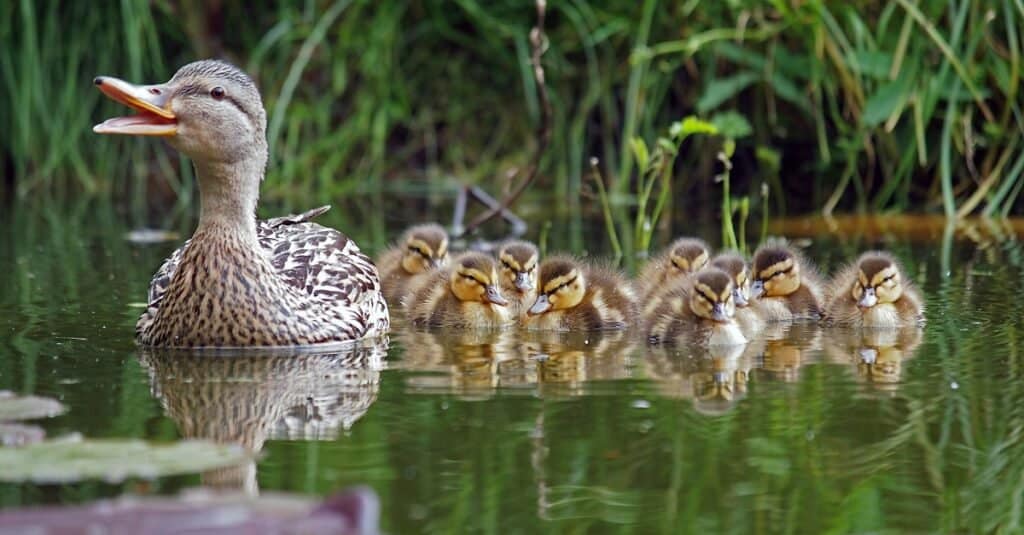 baby ducks following mother