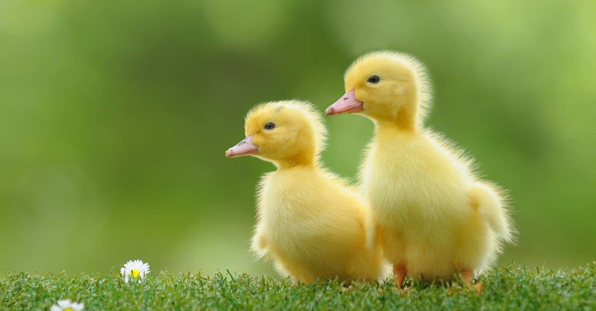 baby duck siblings