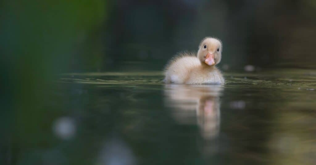 baby duck closeup
