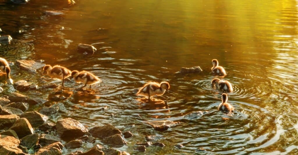 baby ducks swimming