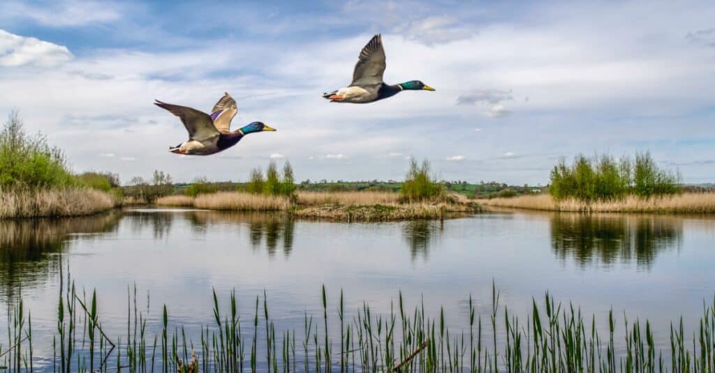 ducks in flight