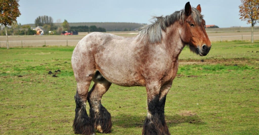 dutch draft standing in field