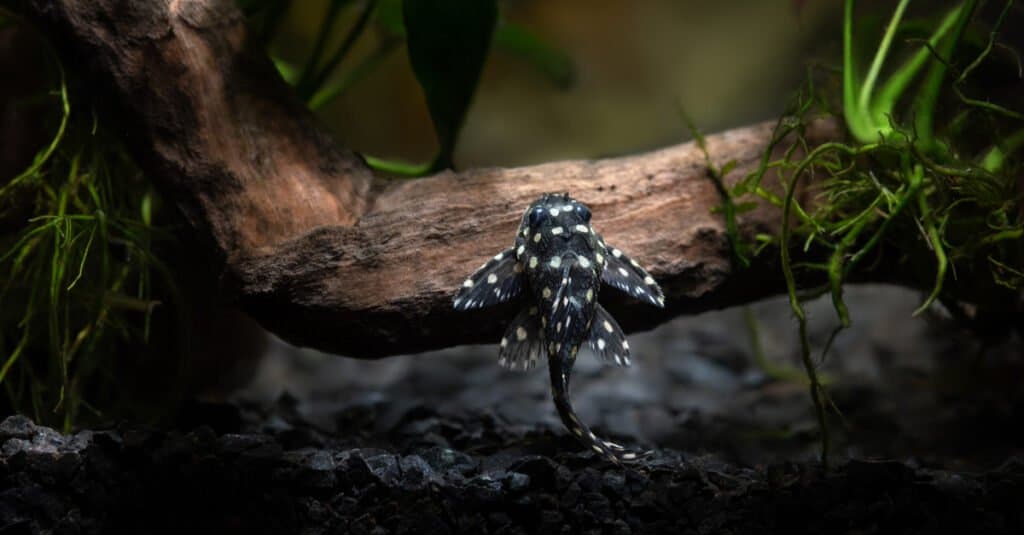 dwarf snowball pleco swimming