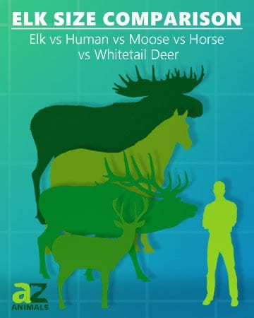 Elk size comparison: whitetail deer, moose, horse