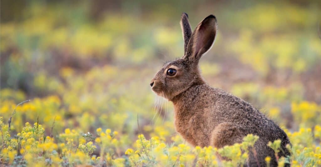 What Jackrabbits Eat - European Hare