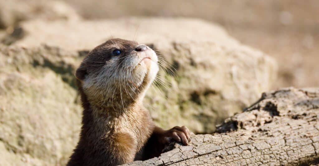 baby-otter-closeup