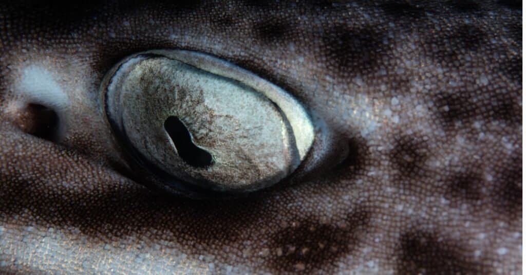 Köpekbalığı Gözleri: Mercan Kedi Köpekbalığı
