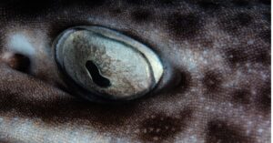 Shark Eyes: Everything You Need To Know Picture