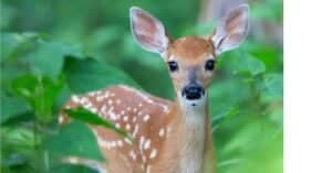 What Do Fawns Eat? Picture