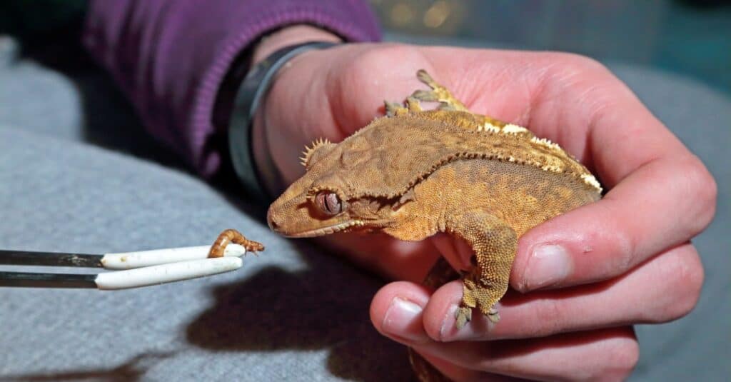 What Do Crested Geckos Eat - crested gecko eating mealworm