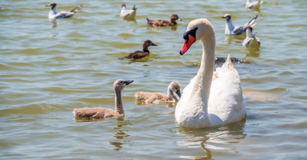 group of baby swan cygnets