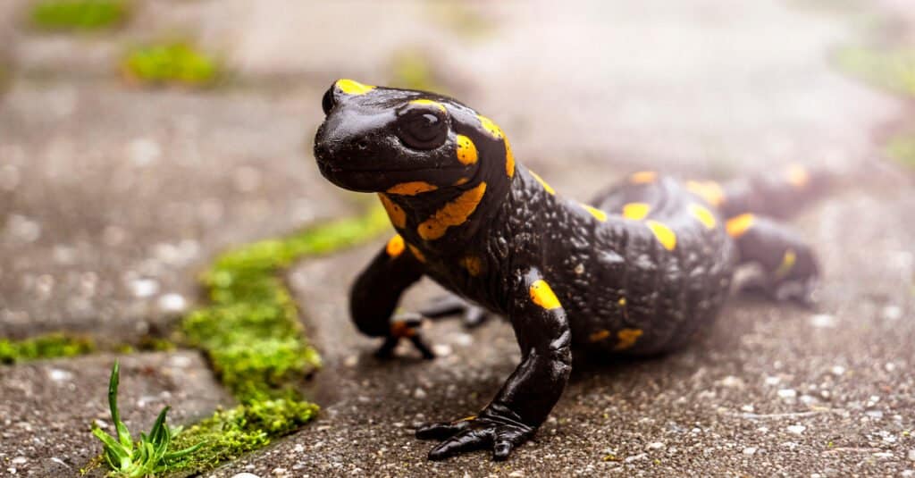 gros plan d'une salamandre de feu - souvent considérée comme une excellente option de salamandre pour animaux de compagnie