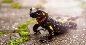 Newt vs Salamander: What’s the Difference? Picture