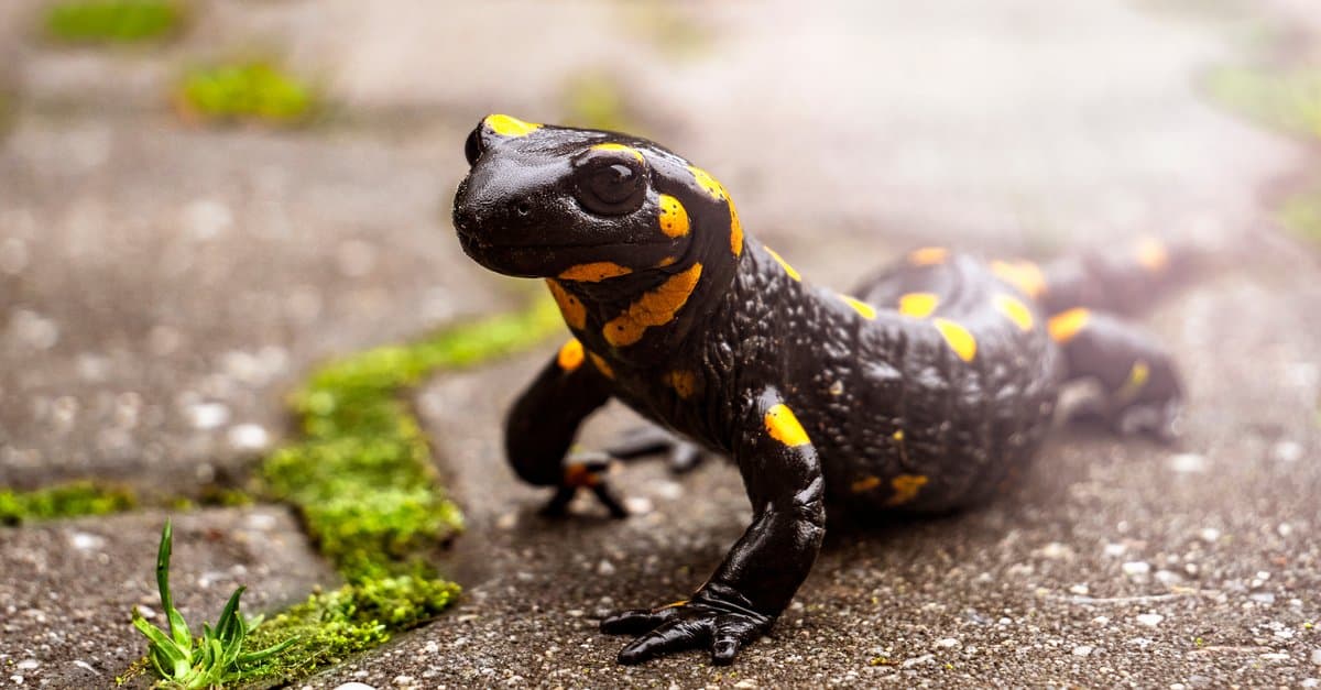 Fire Salamander Animal Facts - A-Z Animals