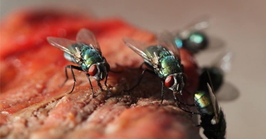 Flies on rotten food.