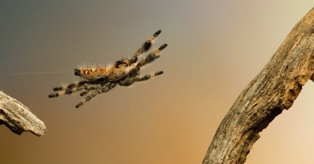 What Do Jumping Spiders Eat?