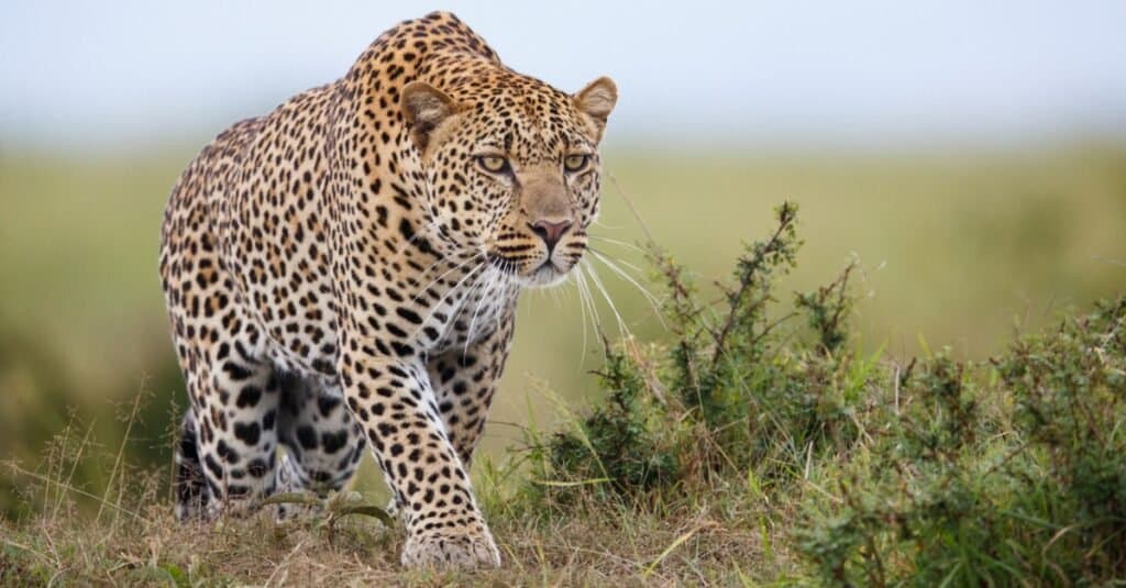 What do leopards eat?