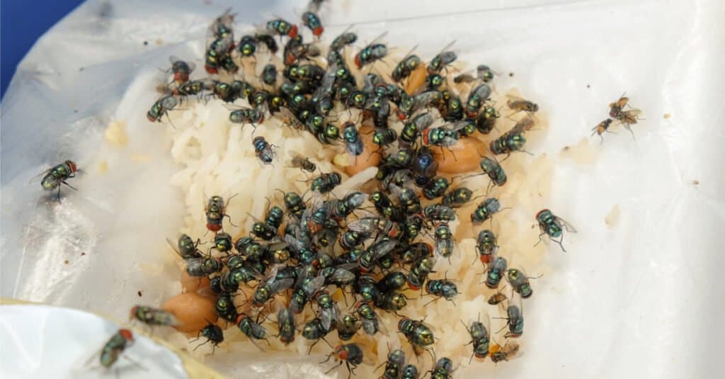 House flies are attracted to rotting food 