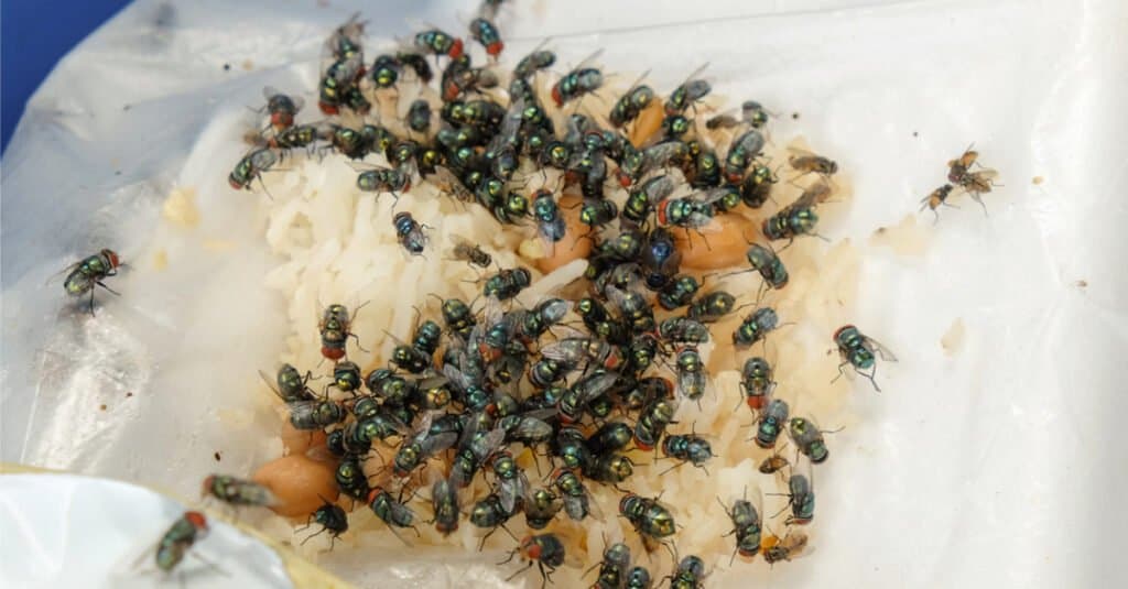 How to Get Rid of Flies Inside Your House Instantly - A-Z Animals